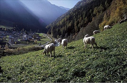 绵羊,哺乳动物,宠物,高山牧场,农业,意大利,欧洲,动物