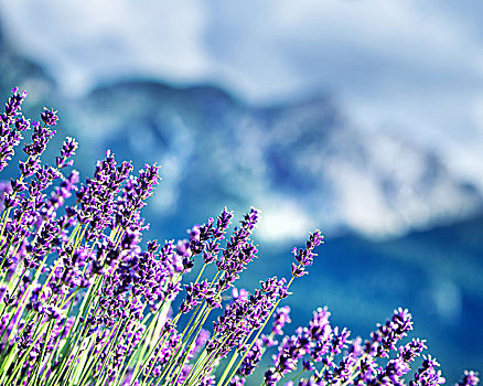 薰衣草,地点,下方,法国阿尔卑斯山
