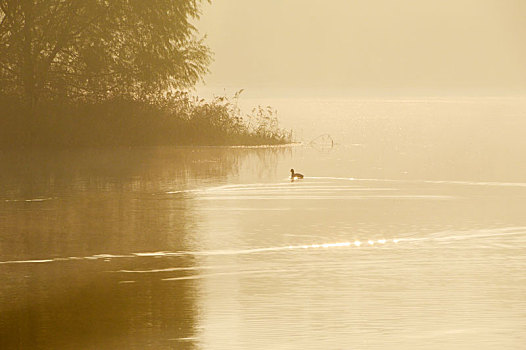 晨雾中游在水面的野鸭