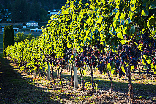 葡萄,葡萄在葡萄园,基洛纳,根河谷,英属哥伦比亚大学,加拿大