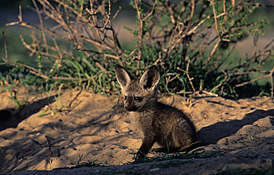 大耳狐,幼兽,卡拉哈迪大羚羊国家公园,卡拉哈里沙漠,南非,非洲