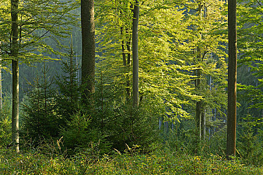 欧洲山毛榉,树林,施佩萨特,巴伐利亚,德国