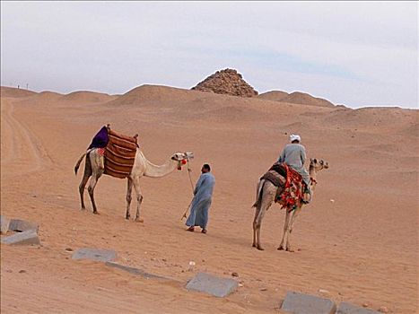 后视图,一个,男人,骑,骆驼