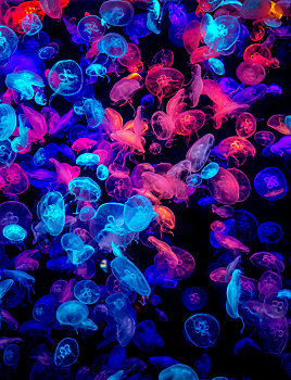 彩色的水母在黑色的深水中游动