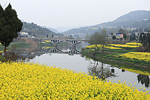 油菜花田