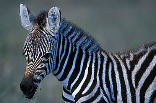 非洲,坦桑尼亚,塔兰吉雷国家公园,特写,平原斑马,斑马,热带草原