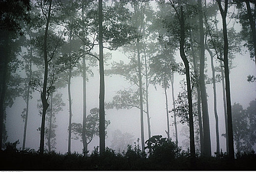 树,雾,巴厘岛,印度尼西亚