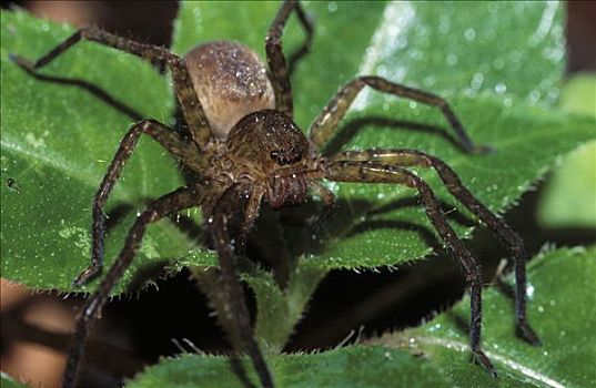 蜘蛛,马来西亚