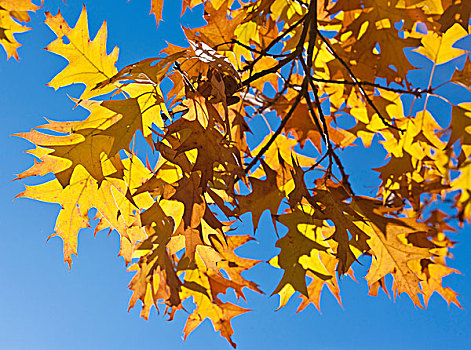 秋叶,挪威槭,挪威枫