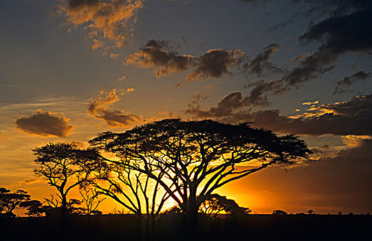 刺槐,日落,肯尼亚,非洲