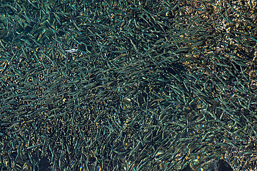 黑带鳞鳍梅鲷,岛屿,斐济