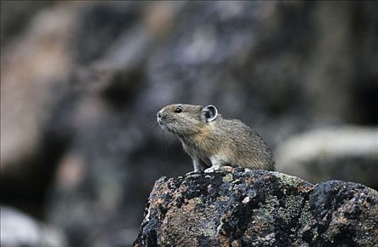 老鼠,野兔,鼠兔,坐,石头