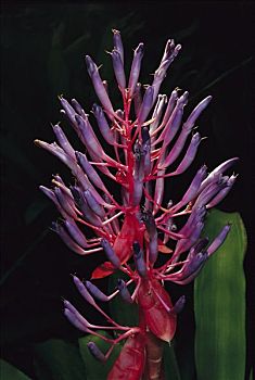 凤梨科植物,紫花,大西洋,树林,巴西