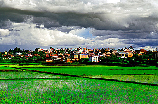稻田,城市,背景,马达加斯加