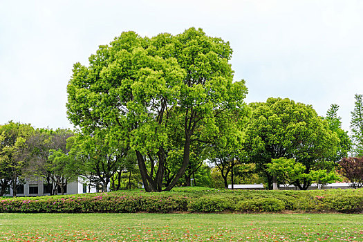 中国江苏省苏州金鸡湖湖畔公园草坪绿树景观