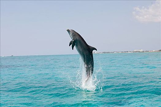 海豚,跳跃,水