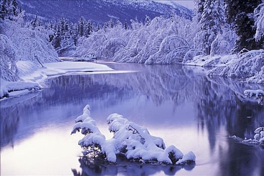 景色,积雪,桤木,阿拉斯加,冬天