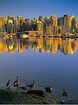黑额黑雁,煤,港口,史坦利公园,温哥华,不列颠哥伦比亚省,加拿大