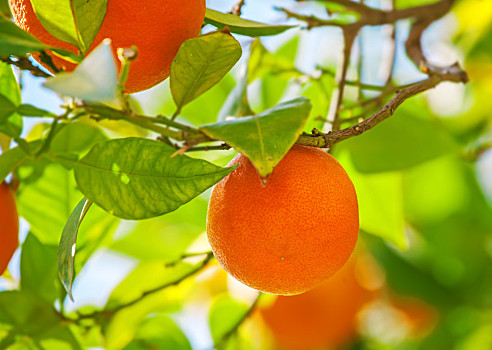 桔子,橙子,树上,成熟,水果