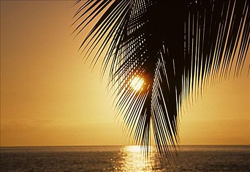 特写,棕榈叶,日落,太阳,温暖,黄色天空,反射,海洋