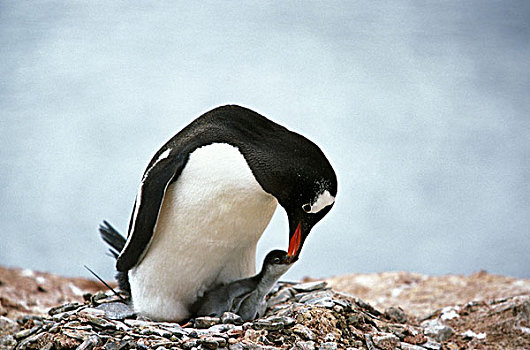巴布亚企鹅,企鹅,阿德利企鹅属,巴布亚岛,成年,喂食,幼禽,利文斯通,岛屿