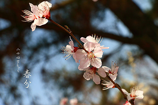 二十四节气