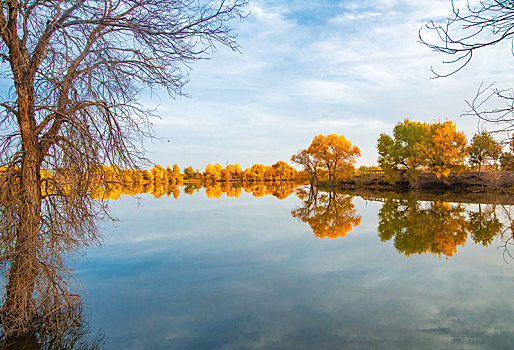 新疆叶尔羌河边秋季的胡杨林