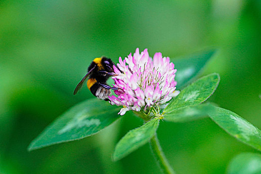 蜜蜂,红三叶草