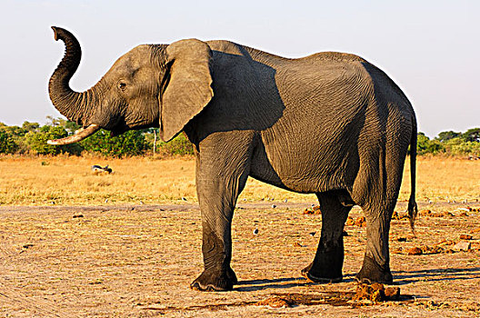 幼兽,非洲,灌木,大象,非洲象,象鼻,萨维提,国家公园,博茨瓦纳