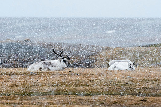 斯瓦尔巴特群岛,驯鹿,驯鹿属,躺下,苔原,下雪,湾,斯匹次卑尔根岛,挪威
