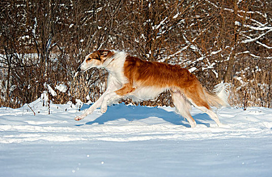 俄罗斯,狗,雪中