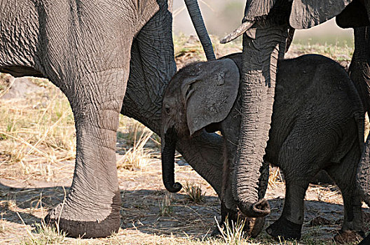 大象,幼兽,乔贝国家公园,博茨瓦纳