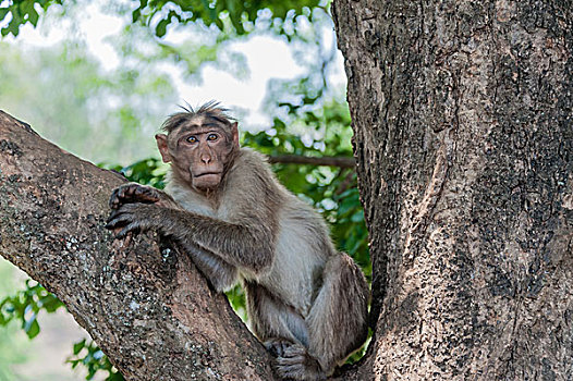 猴子,野生动物,保护区,泰米尔纳德邦,印度,亚洲
