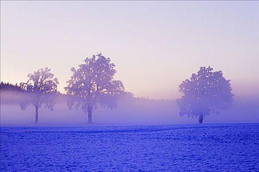 冬季风景,雾,阿尔皋,瑞士,欧洲
