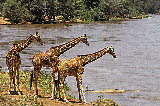 网纹长颈鹿,长颈鹿,群,河,公园,肯尼亚