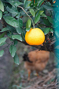 橘子园,阳光果园