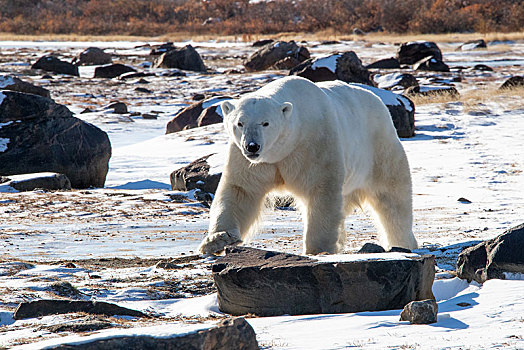 北极熊,雄性,走,早,秋天,冰雪,地面,海豹,河,西部,哈得逊湾,加拿大,北美