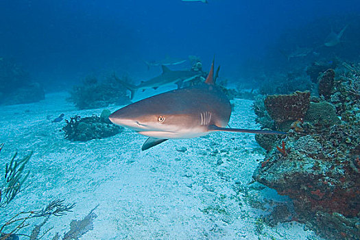 加勒比礁鲨,加勒比真鲨,北方,巴哈马