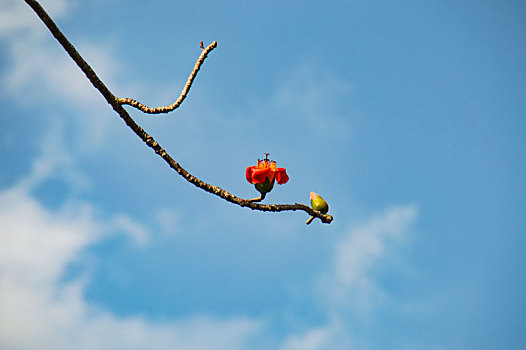 海南木棉花