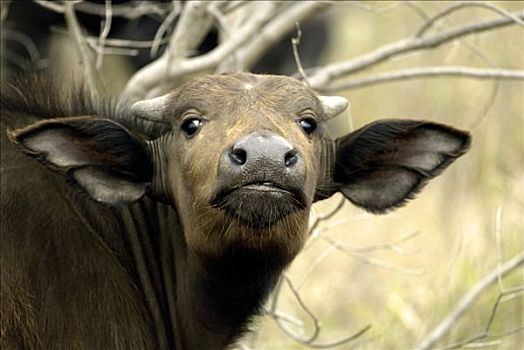非洲水牛,南非水牛,小动物,南非