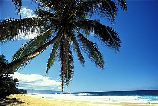 夏威夷,瓦胡岛,清晰,安静,北岸,管道,海滩,棕榈树