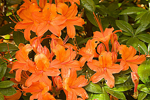 橙色,花,杜鹃花属植物,萨克森,德国,欧洲