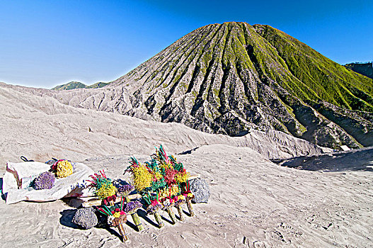 花,婆罗摩火山,山丘,东方,爪哇,印度尼西亚