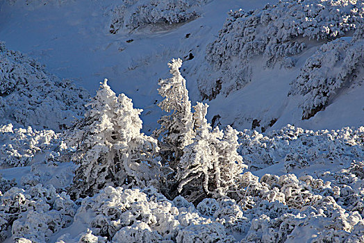 冬日树林,巴伐利亚阿尔卑斯山,上巴伐利亚,巴伐利亚,德国