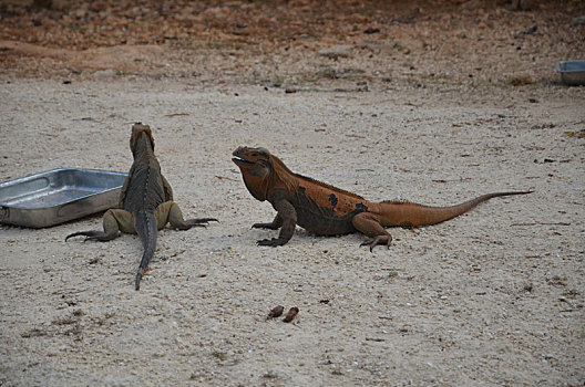 两个,褐色,鬣蜥蜴,进食,时间,自然保护区,动物,加勒比