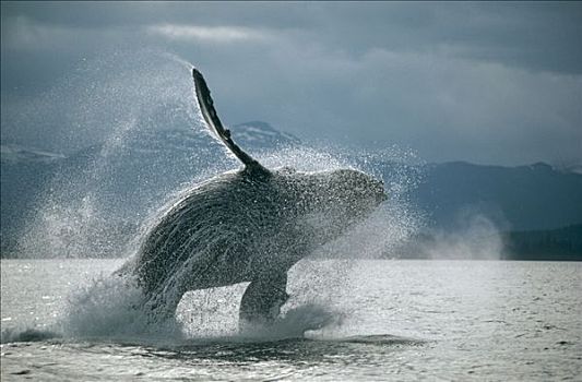 驼背鲸,大翅鲸属,鲸鱼,东南阿拉斯加