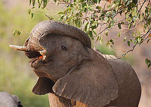 非洲象,幼兽,雄性动物,举起,象鼻,上方,头部,骷髅海岸,纳米布沙漠,纳米比亚