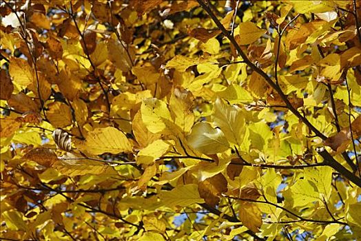 金色,叶子,山毛榉树,壳斗科