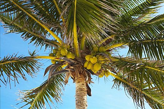 棕榈树,尤卡坦半岛,墨西哥