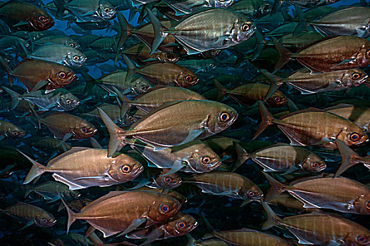 鱼群,岛屿,哥斯达黎加,北美